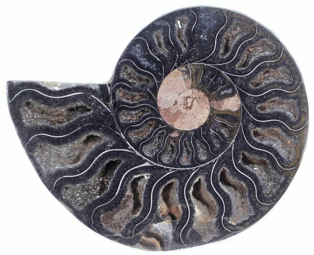 Split Black/Orange Ammonite (Half) - Unusual Coloration #55635